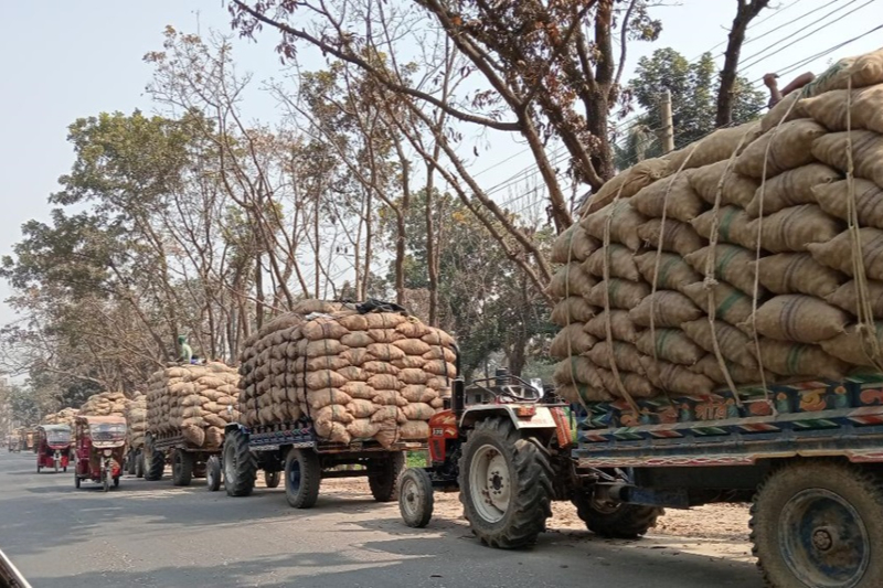 Potato Farmers in Dinajpur Face Losses Amid Severe Cold Storage Crisis