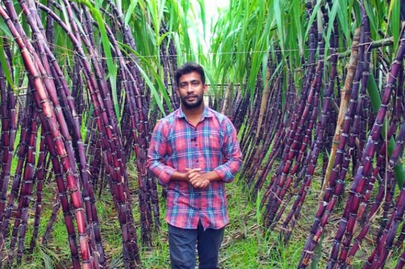 Young Entrepreneur Rahat Raja Cultivates Success with Red Sugarcane in Satkhira