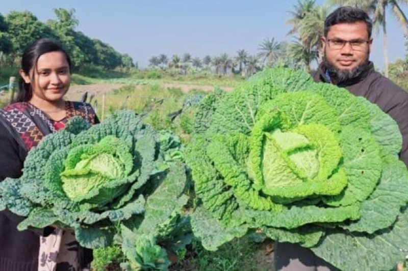 BSMRAU Researchers Successfully Cultivate European Savoy Cabbage in Bangladesh