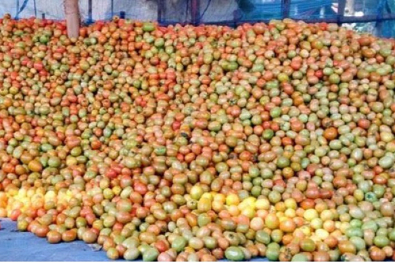 Hope Amid Price Decline: Bagerhat’s Tomatoes Exported to Malaysia